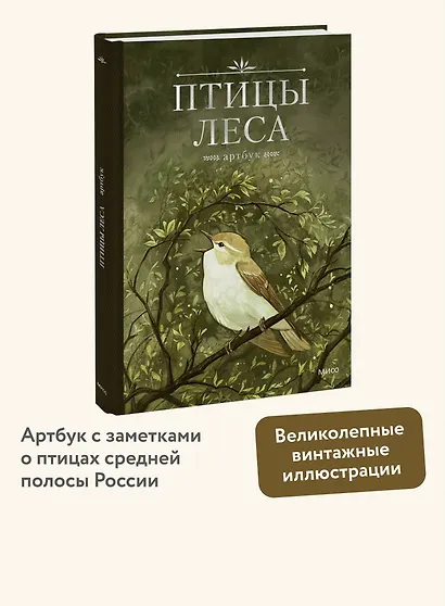 Птицы леса. Артбук - фото 4