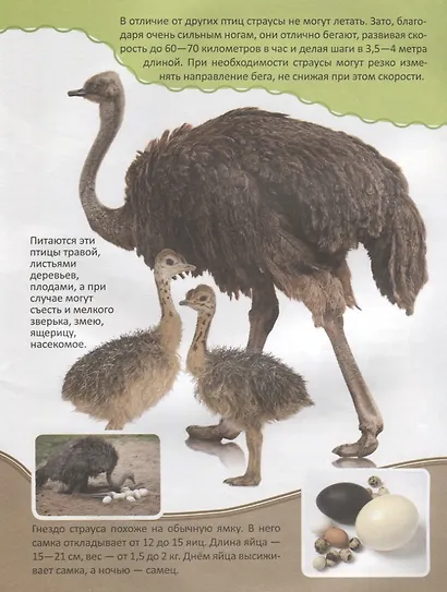 Животные Африки - фото 3