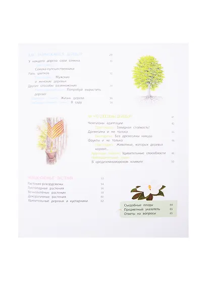 Деревья и кустарники - фото 3