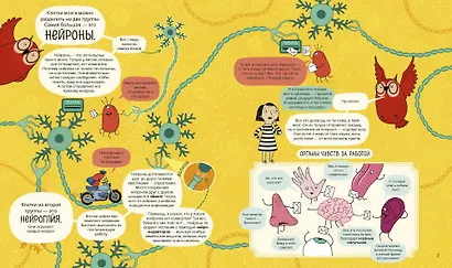 Твой мозг. Книга-экскурсия. Первое знакомство - фото 4