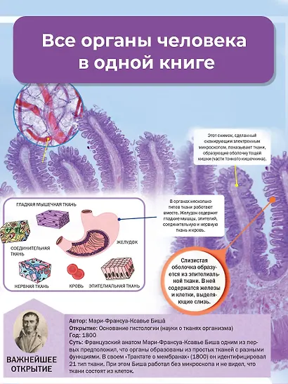 Тело человека - фото 8