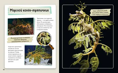 Удивительные животные нашей планеты - фото 6