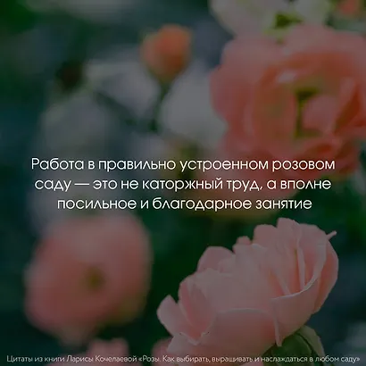 Розы. Как выбирать, выращивать и наслаждаться в любом саду - фото 8