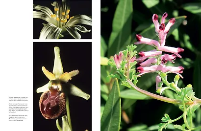 Цветы. Естественная история - фото 7