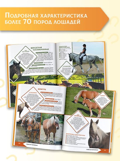 Лошади и пони - фото 5