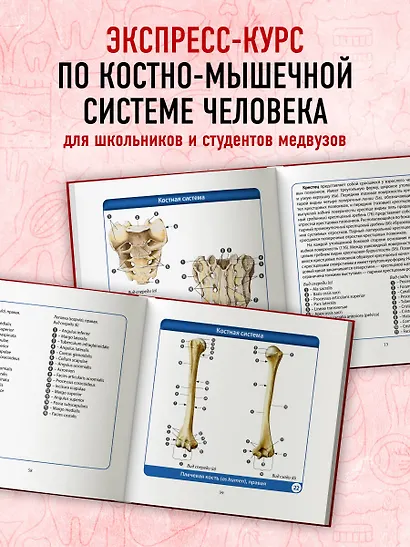 Анатомия человека. Компактный атлас. Опорно-двигательный аппарат - фото 5