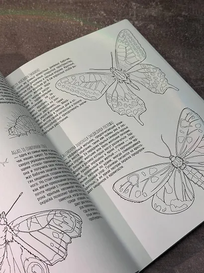 Бабочки и другие насекомые - фото 6