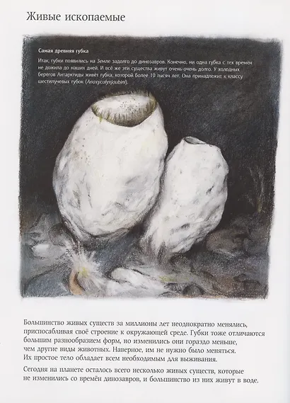 Чудо природы. История морской губки - фото 4