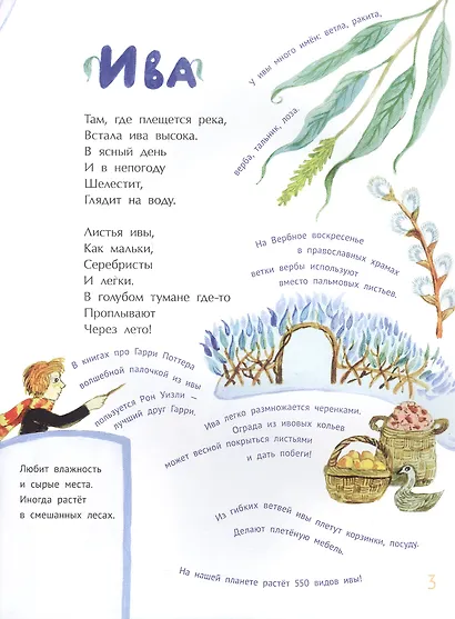 Деревья наших лесов - фото 3