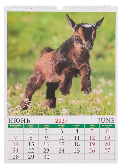Календарь 2027г 250*345 «Год козы и овцы с улыбкой» настенный, на спирали - фото 4