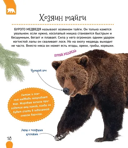 Животные России - фото 6