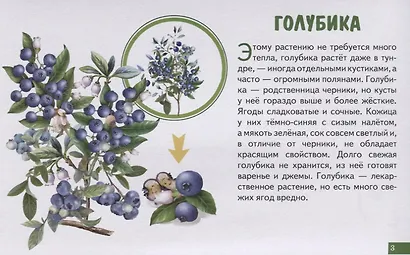 Лесные ягоды. Обучающие карточки - фото 4