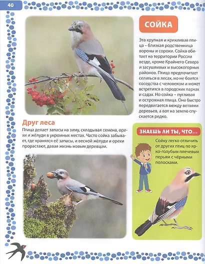 Птицы России. Детская энциклопедия - фото 3