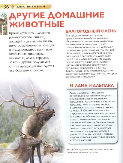 Животные фермы - фото 5