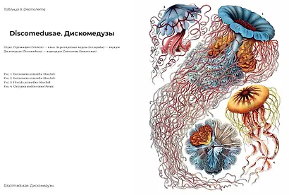 Красота форм в природе - фото 5