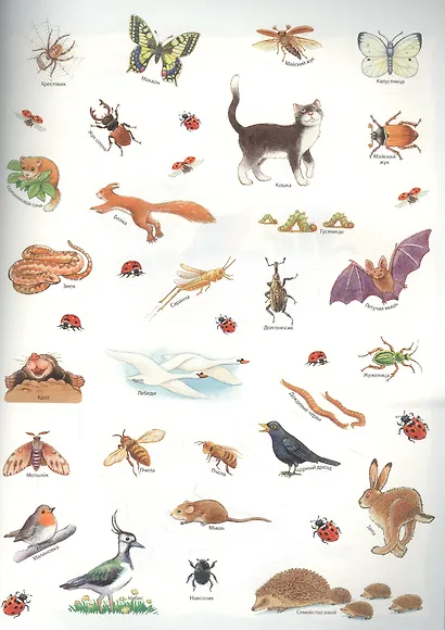 Кто живёт на лугу? - фото 3