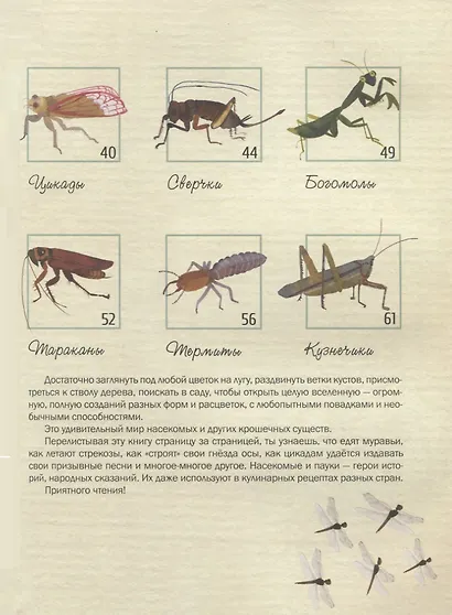 Насекомые. Удивительный маленький мир - фото 3