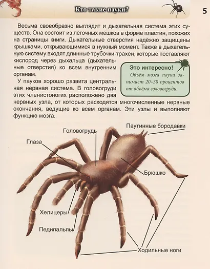 Пауки: энциклопедия - фото 8