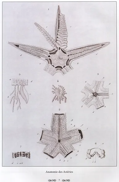 Ж. Л. Кювье. Царство животных. Лучистые - фото 4