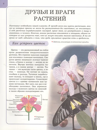 Насекомые - фото 7