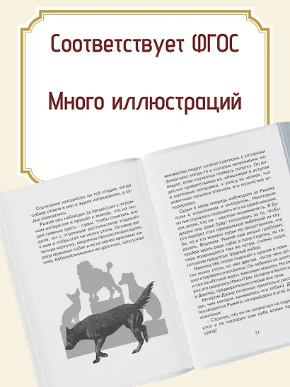 Рыжий пёс - фото 4