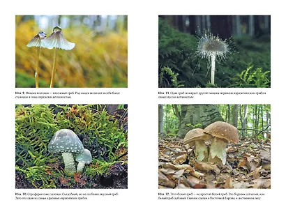 Таинственная жизнь грибов. Удивительные чудеса скрытого от глаз мира - фото 3