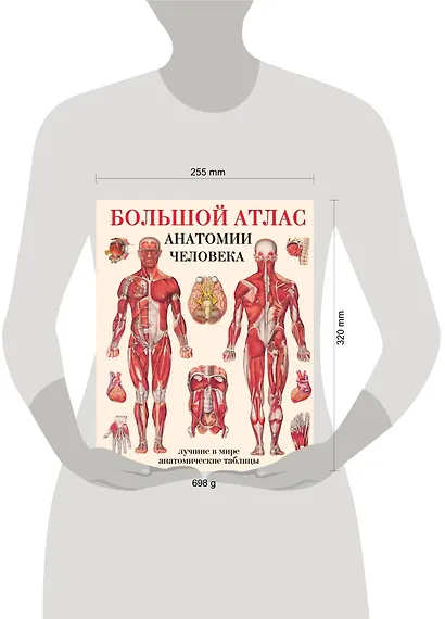Большой атлас  анатомии человека - фото 7