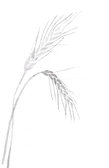 Лето в Михалувке. Лето в Вильгельмувке - фото 11