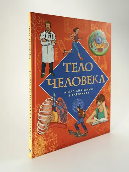 Тело человека. Атлас анатомии в картинках - фото 4