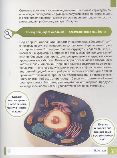 Тело человека: энциклопедия - фото 4