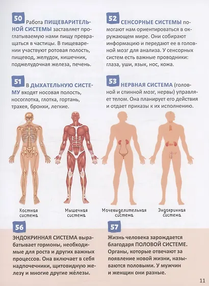 Человек. 250 фактов. Энциклопедия российского школьника - фото 4