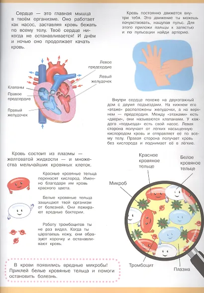 Мой первый атлас. Тело человека - фото 5
