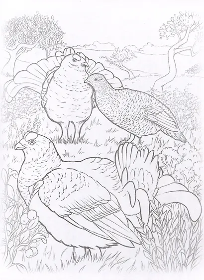 Красная книга. Птицы, цветы и растения. Посмотри и дорисуй - фото 6