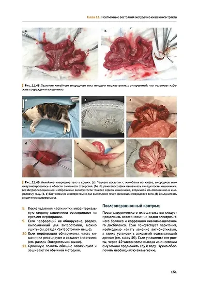 Скорая хирургическая помощь мелким домашним животным - фото 12