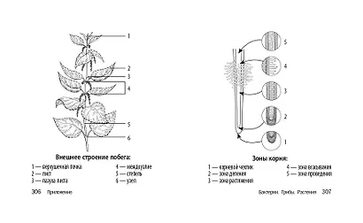 Биология - фото 13