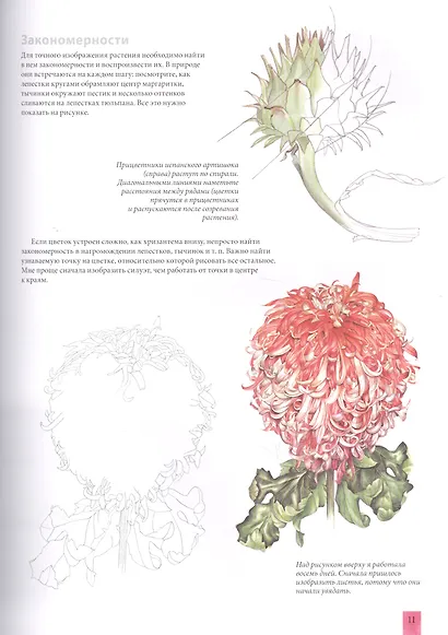 Акварельные портреты цветов. Практическое руководство по ботанической иллюстрации - фото 6