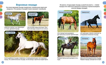 Лошади - фото 5