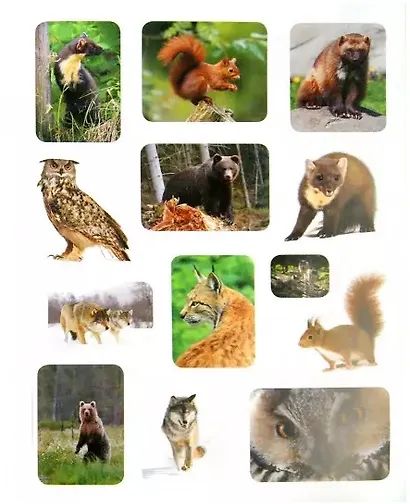 Животный мир России. Наклейки. Интересные факты. Карта зоопарка - фото 3