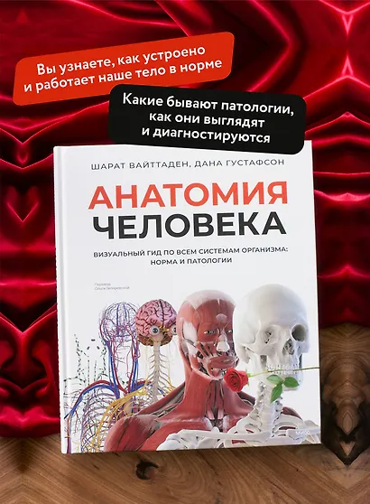 Анатомия человека. Визуальный гид по всем системам организма: норма и патологии - фото 5