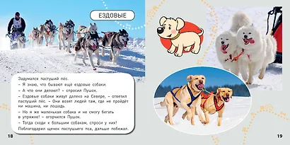 Какие бывают собаки? - фото 5