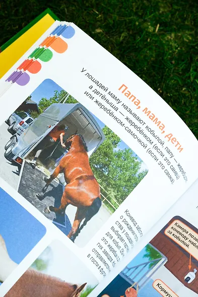 Лошади - фото 12