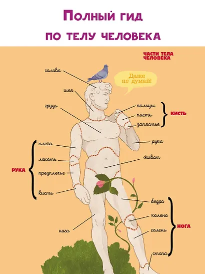 Тело человека - фото 5