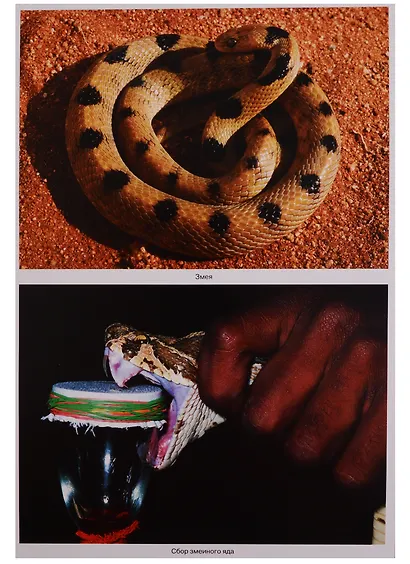 Рептилии и амфибии. Наглядно-дидактическое пособие. ФГОС - фото 3