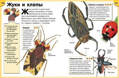 Обо всём на свете в вопросах и ответах. Энциклопедия - фото 8