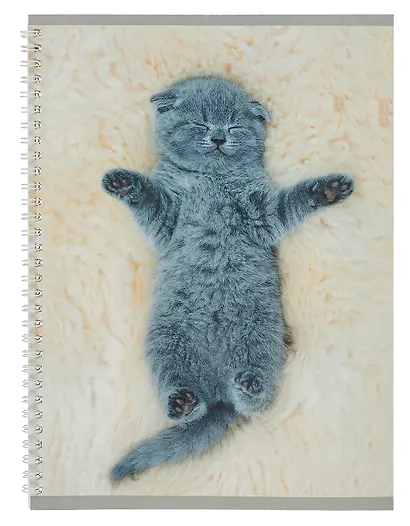 Тетрадь в линейку Listoff, "Котенок", А4, 60 листов - фото 1