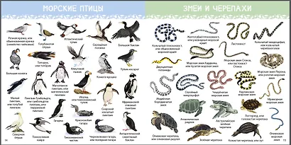 1000 картинок. Подводный мир. Иллюстрированный словарь - фото 3