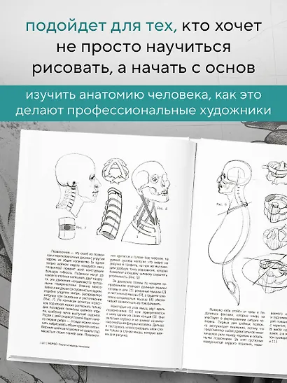 МОРФО. Скелет и мышцы человека. Анатомия для художников - фото 6