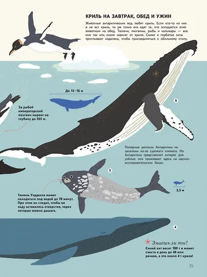 Подводный мир. Визуальный гид - фото 4