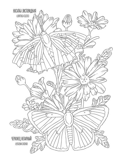 OUTLINES. Раскраска «Мир бабочек» - фото 6