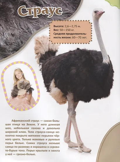 Животные Африки - фото 2